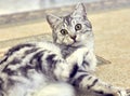 Playful Grey Short Hair Cat Gazing into Camera