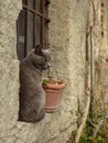 Grey short-haired cat sitting on a window of an old house in a v