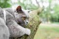 Grey Shorthair British cat with yellow eyes is scared and sits on a tree clutching it with its claws, walking with Pets Royalty Free Stock Photo