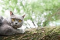 Grey Shorthair British cat with yellow eyes is scared and sits on a tree clutching it with its claws, walking with Pets Royalty Free Stock Photo