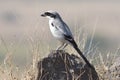 Grey Shrike