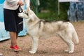 Siberian husky at a dog show Royalty Free Stock Photo