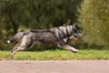 Grey siberian husky running