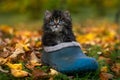 Grey siberian kitten sitting in a blue gumshoe, looking straight