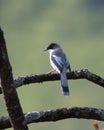 grey sibia or Heterophasia gracilis observed in Khonoma in Nagaland, India