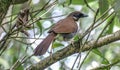 Grey-sided laughingthrush - Indian birds