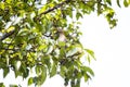 Grey - sided Thrush