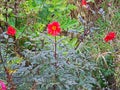 Dahlia Happy Single Flame flower in autumn