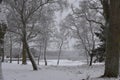 Fresh snow trees Baltic inlet winter Sweden