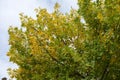 Grey sky and green yellow foliage of Fraxinus pennsylvanica  in October Royalty Free Stock Photo