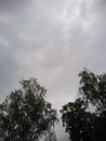 Grey sky before rainstorm. In the front silhouette of trees