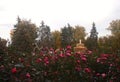 Rosary in the Neskuchny Garden, Moscow, Russia. Bushes of blooming roses with pink buds and a beige fountain in the center Royalty Free Stock Photo