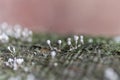 Grey slime mold Royalty Free Stock Photo