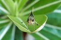 a grey small butterfly perched on the green leaf