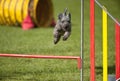 Grey small dog Pumi jumping over obstacle on agility course