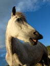 Grey smiling horse Royalty Free Stock Photo