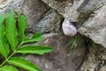 Snail on stone Royalty Free Stock Photo