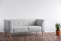 Grey sofa next to plant on wooden floor in minimal living room interior with copy space. Real photo Royalty Free Stock Photo