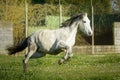 Grey Spanish horse galloping in a meadow full of daisies