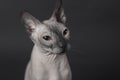 Grey Sphynx Cat