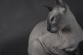 Grey Sphynx Cat