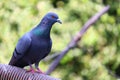 Grey sport pigeon blurry background