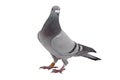 Grey sport pigeon isolated on white Royalty Free Stock Photo