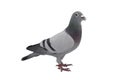 Grey sport pigeon isolated on white Royalty Free Stock Photo