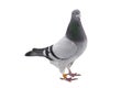 Grey sport pigeon isolated on white