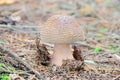 Grey Spotted Amanita Royalty Free Stock Photo