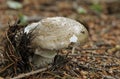 Grey Spotted Amanita Royalty Free Stock Photo