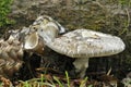 Grey Spotted Amanita Royalty Free Stock Photo