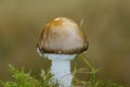 The Grey Spotted Amanita mushroom Royalty Free Stock Photo