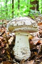 Grey Spotted Amanita