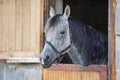 Grey spotted Arabian horse in his wooden stable box - detail on head only Royalty Free Stock Photo