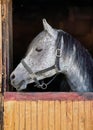 Grey spotted Arabian horse in his wooden stable box - detail on head looking to side Royalty Free Stock Photo