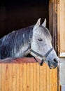 Grey spotted Arabian horse in his wooden stable box - detail on head only, mouth half opened with teeth visible Royalty Free Stock Photo