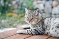 Grey spotted cat lies relaxed on floor of veranda on background of garden, close-up