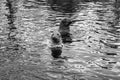 Grey spotted seals in water in skansen Sweden