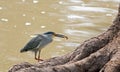 Squacco Heron with a small fish in it`s beak in Mfuwe, South Luangwa Royalty Free Stock Photo