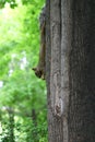 Grey squirrel