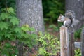 Grey Squirrel Royalty Free Stock Photo