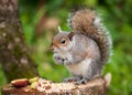 Grey Squirrel