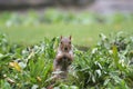 Grey Squirrel Royalty Free Stock Photo