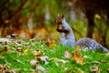 Grey Squirrel in Autumn Royalty Free Stock Photo