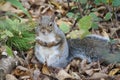 Grey squirrel, autumn day. Royalty Free Stock Photo