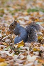 Grey Squirrel Jephson Gardens