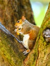 Grey squirrel in autumn park eating apple Royalty Free Stock Photo