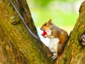 Grey squirrel in autumn park eating apple Royalty Free Stock Photo