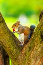 Grey squirrel in autumn park eating apple Royalty Free Stock Photo